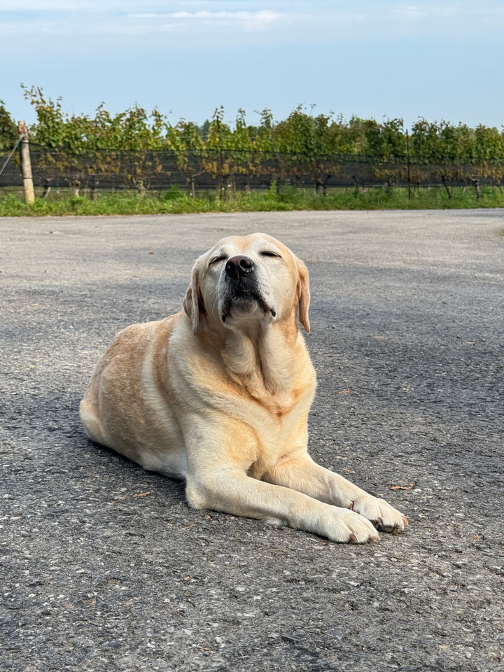 Westcott Vineyards 'Butlers' Grant' Cabernet Franc 2020