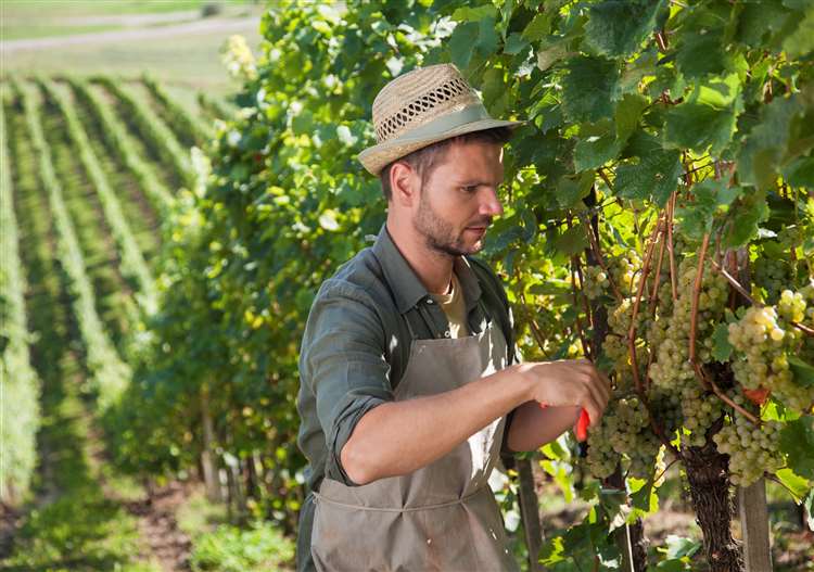 My somewhat unfashionable love affair is with...Riesling