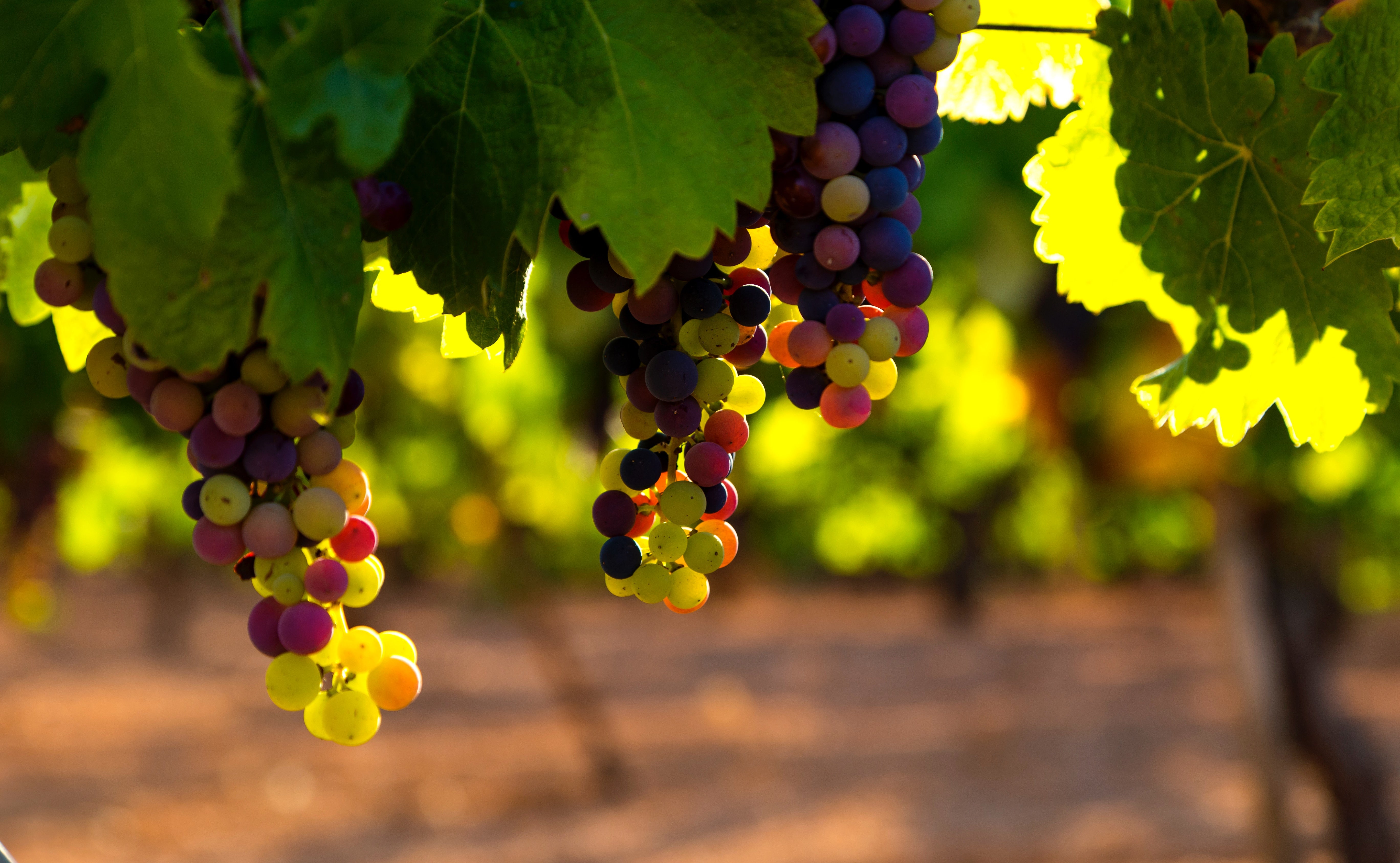 Indigenous vs International Grape Varieties