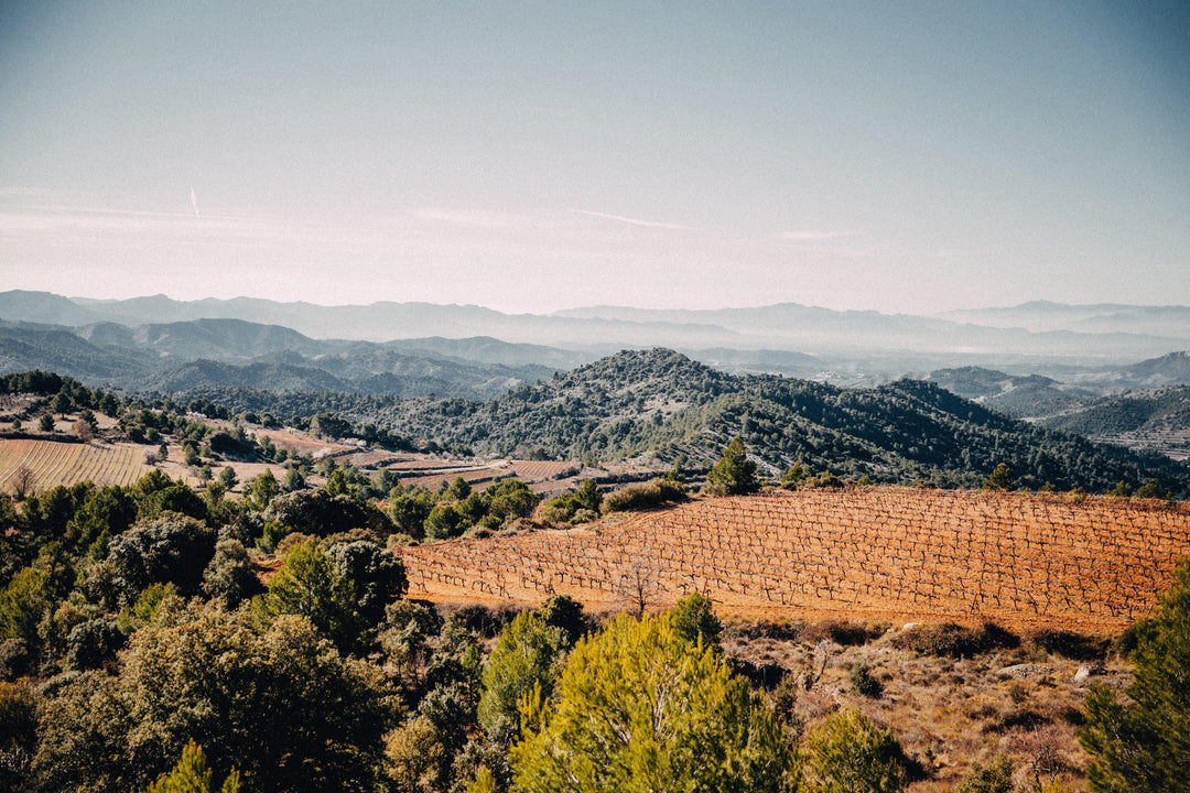 Rías Baixas - Vino Gusto