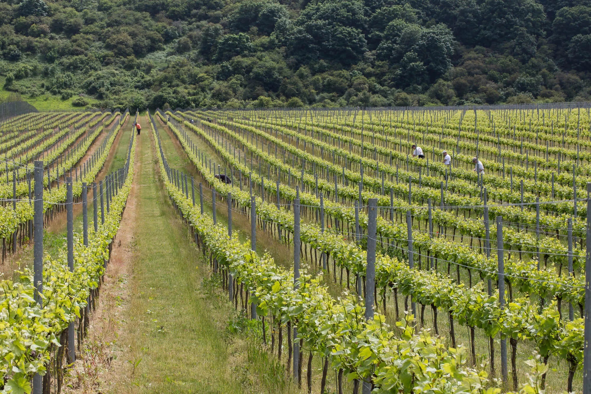 England - Vino Gusto