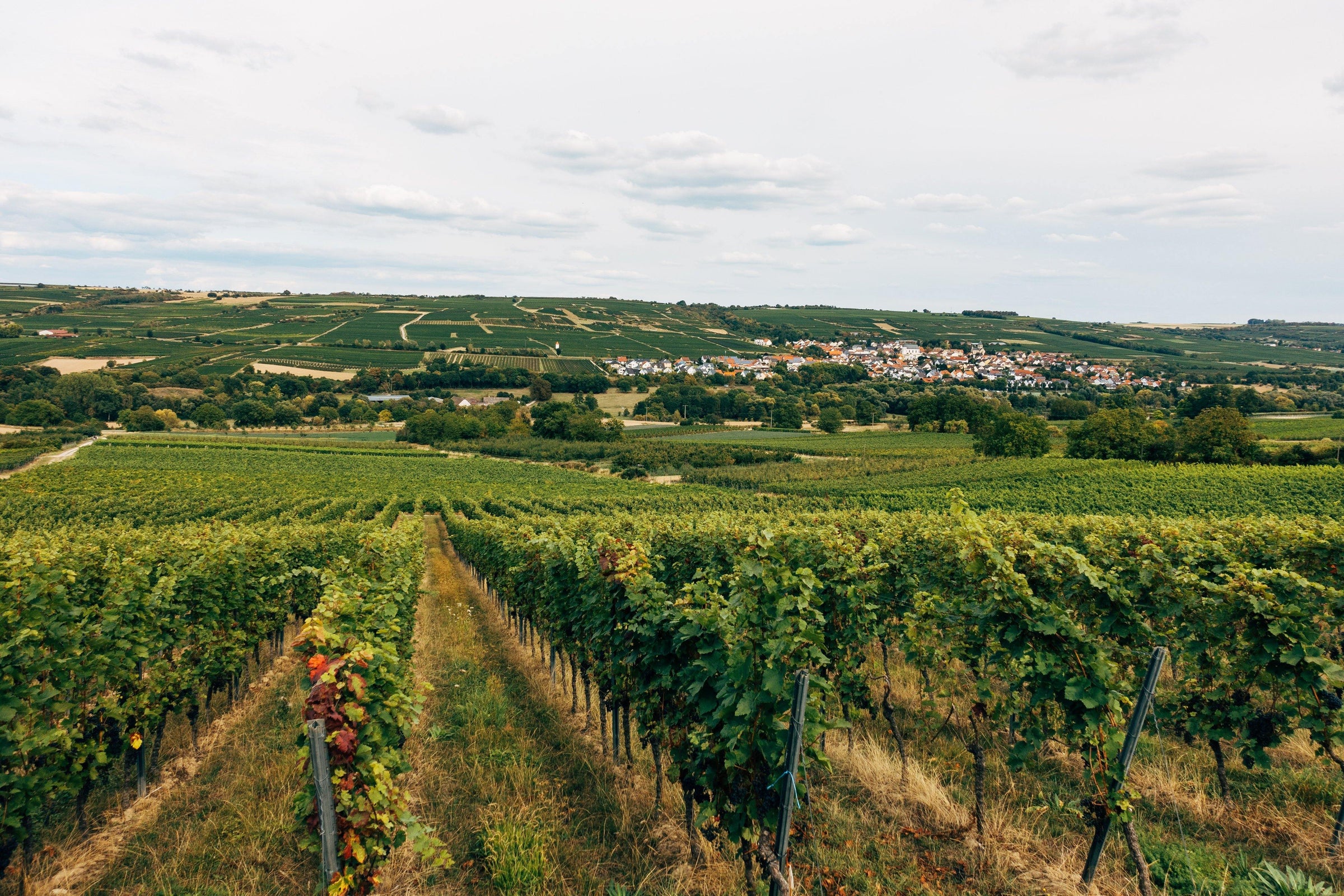 Alsace - Vino Gusto