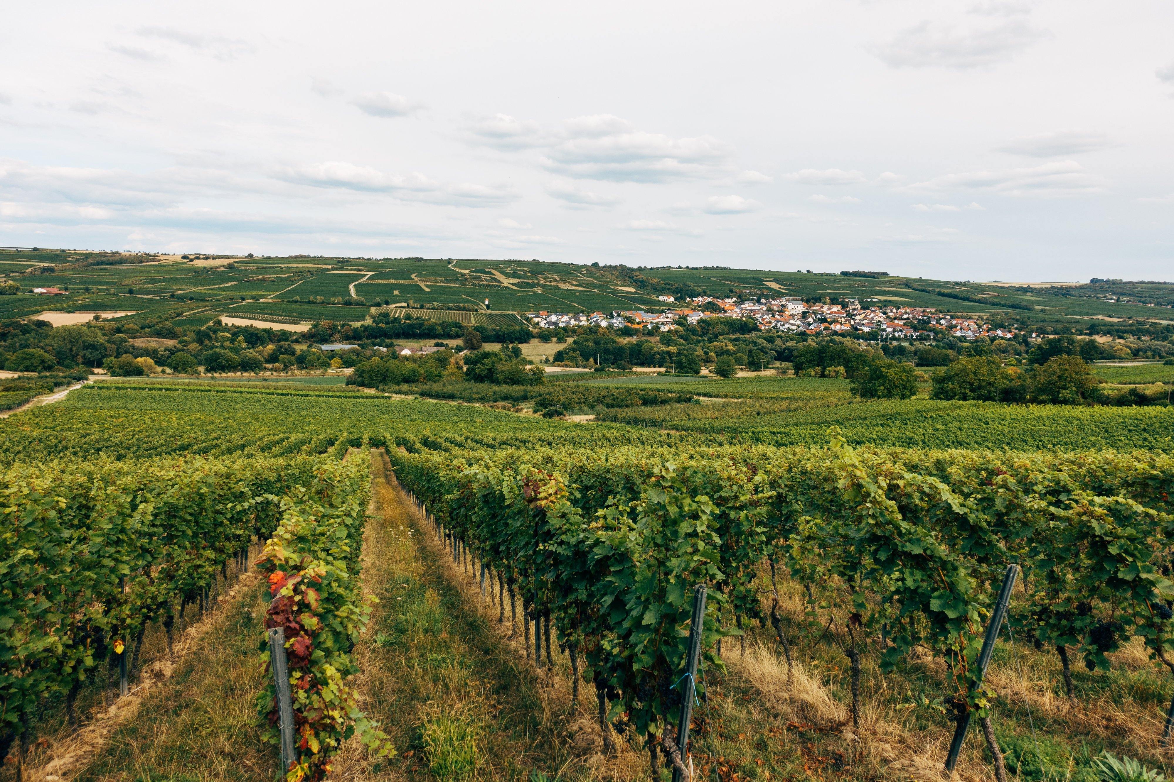 Loire Valley – Vino Gusto