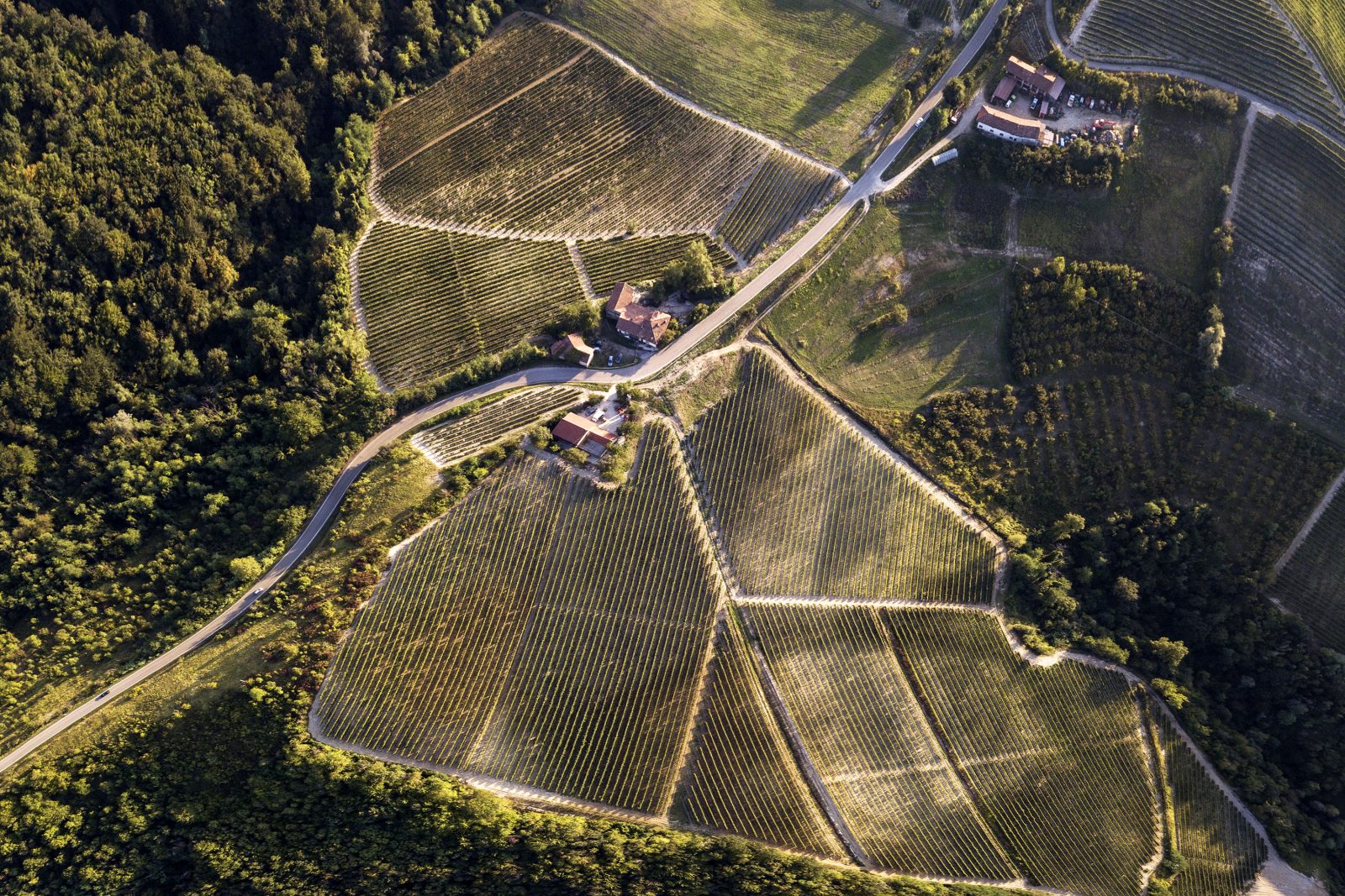Agricola Marrone