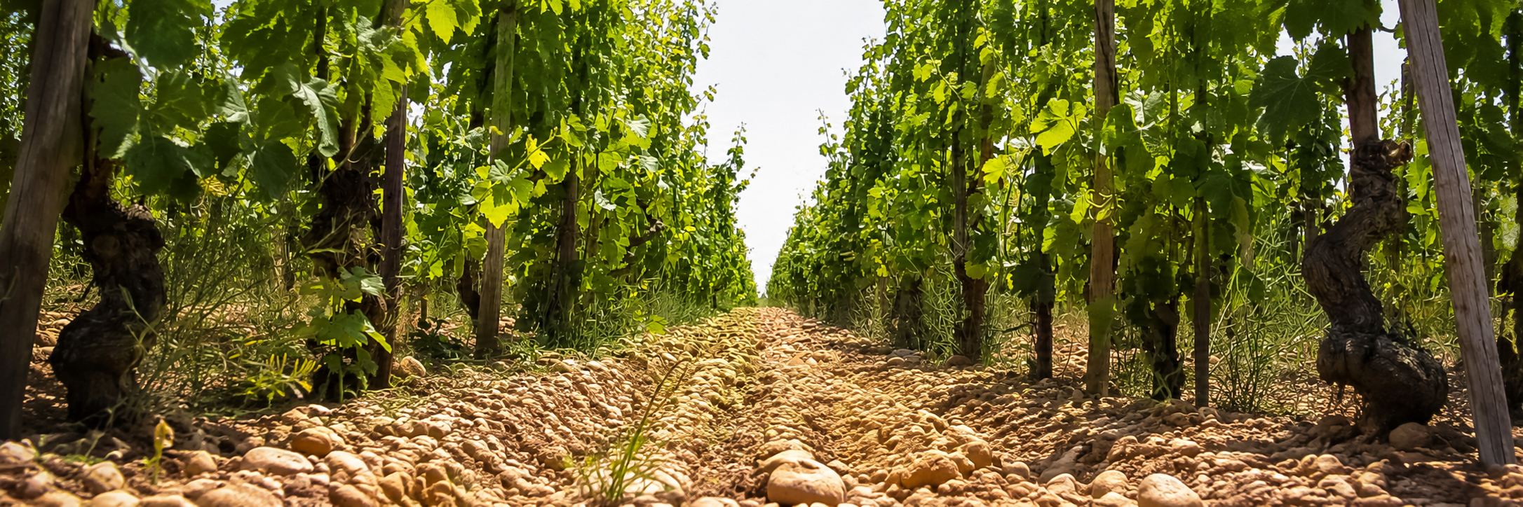 Rhône Valley - Vino Gusto