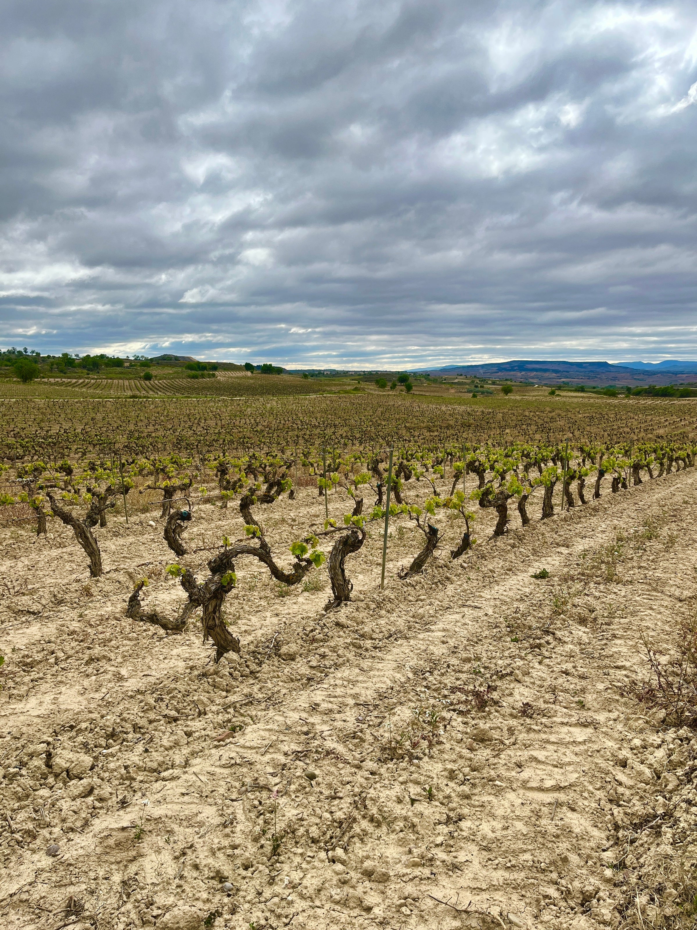 Rioja - Vino Gusto