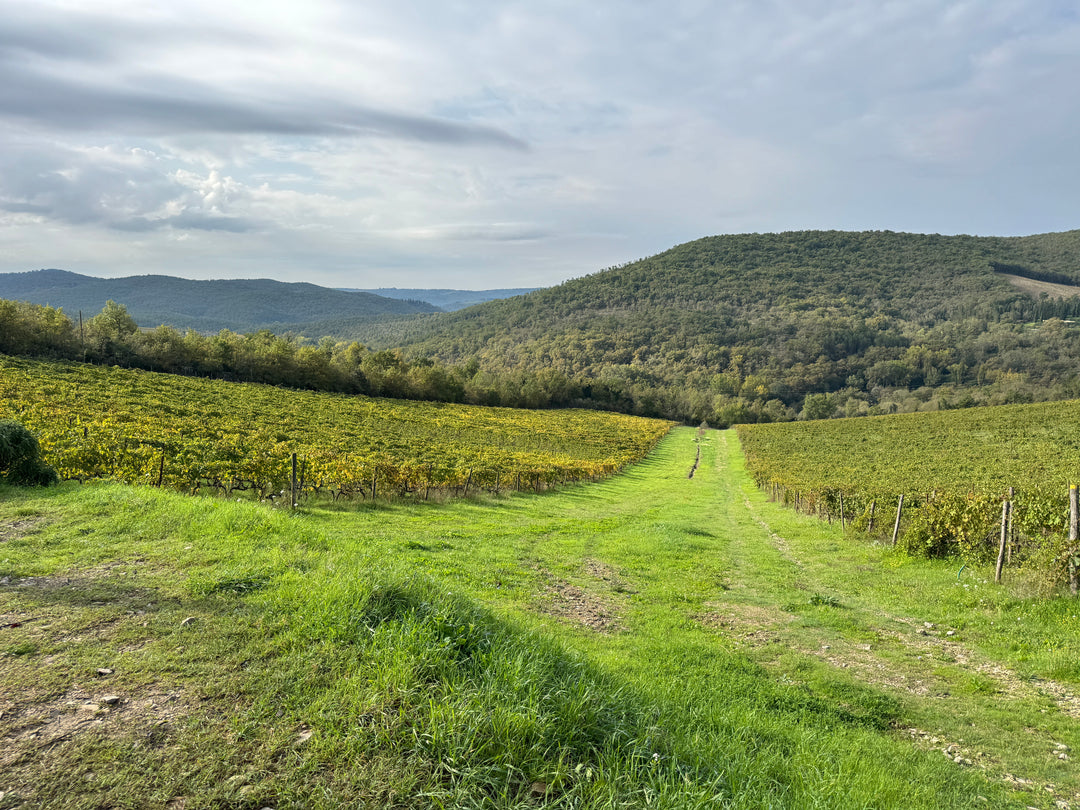 Meet the Maker: Castello di Meleto // Thursday 26th February 2026 // Shop Floor // 7pm