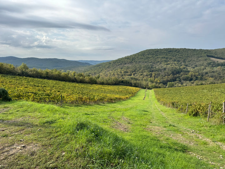 Meet the Maker: Castello di Meleto // Thursday 26th February 2026 // Shop Floor // 7pm